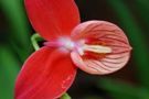 Disa uniflora